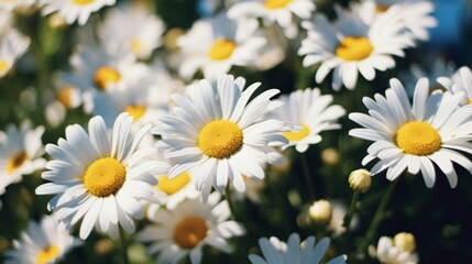 Beautiful daisies in nature  a celebration of vibrant flowers and their delicate beauty