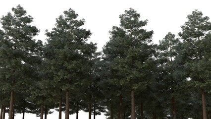 A photorealistic 3D rendered background image of a small forest of Douglas fir and Oregon pine...