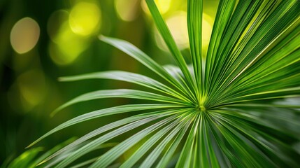 Obraz premium Close-up of a lush green palm leaf with blurred background.