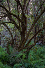 landscape background shot of flora and fauna in forest