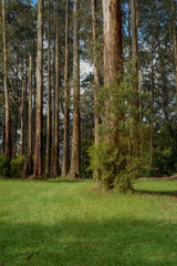 landscape background shot of flora and fauna in forest