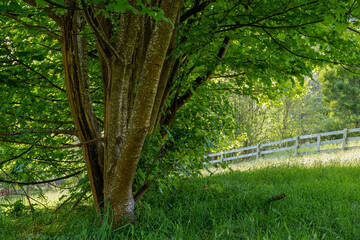 landscape background shot of flora and fauna in forest