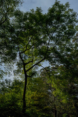 landscape background shot of flora and fauna in forest