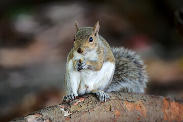Grauhörnchen
