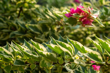 Fanta Variegata Red Bougenville Plant (Kembang kertas varigata). It is a very good type of bougenville for bonsai.