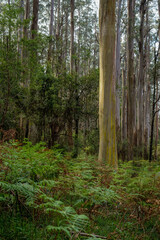 Obraz premium landscape background shot of flora and fauna in forest