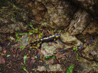 whole fire salamander in Croatian forest, salamandra on wet moss and fungus in forest. Wild species of vertebrate with yellow spots and stripes on a black body.