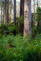landscape background shot of flora and fauna in forest