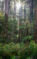 Obraz premium landscape background shot of flora and fauna in forest