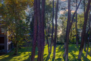 Reflections of sunlight hitting the forest at sunrise in the morning. Beautiful play of light in the forest.