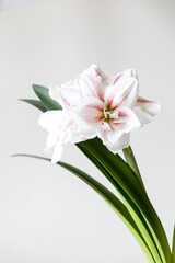 Amaryllis variety Aquaro. Amaryllis flowers. Hippeastrum. Flower of Holland. Hippeastrum grade Aquaro. Amaryllidaceae. Dutch flowers. Pink flower