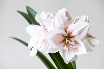 Fototapeta premium Amaryllis variety Aquaro. Amaryllis flowers. Hippeastrum. Flower of Holland. Hippeastrum grade Aquaro. Amaryllidaceae. Dutch flowers. Pink flower