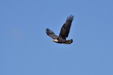 bald eagle bird in flight blue sky