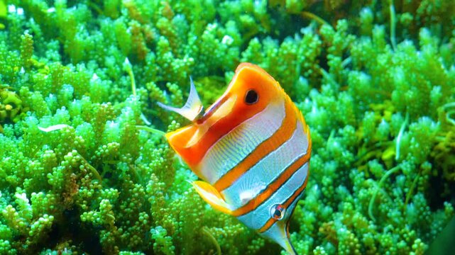The copperband butterflyfish Chelmon rostratus in an aquarium on green background