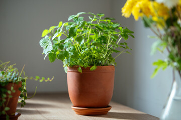Melissa plant in terracotta pot on table, soft focus. Growing aromatic fresh mint, lemon balm herbs...