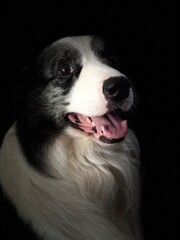 border collie dog