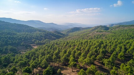 Naklejka premium A lush green forest with a clear blue sky above