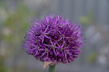 Fototapeta premium Close-up of a beautiful lilac inflorescence of a decorative onion on a blurred gray background.