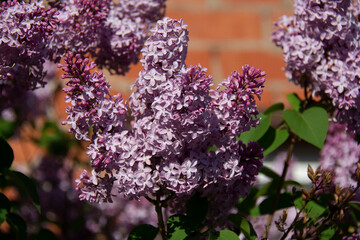 Beautiful blooming lilac branches on the background of a brick wall