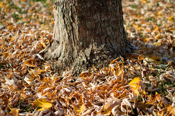 autumn leaves on the ground