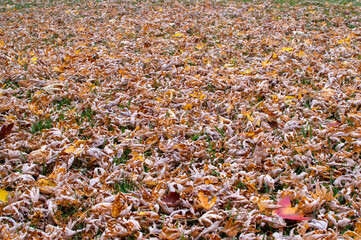 autumn leaves on the ground