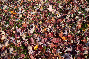 autumn leaves background