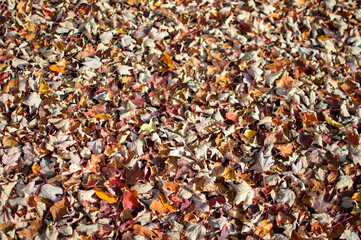 Autumn Leaves