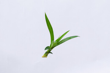 Pandan leaves (Pandanus amaryllifolius). Leaves are natural dyes and alternative ingredients for herbal medicine. Leaf texture. Food fragrance