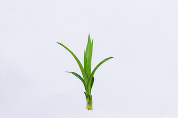 Pandan leaves (Pandanus amaryllifolius). Leaves are natural dyes and alternative ingredients for herbal medicine. Leaf texture. Food fragrance