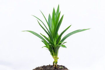 Pandan leaves (Pandanus amaryllifolius). Leaves are natural dyes and alternative ingredients for herbal medicine. Leaf texture. Food fragrance