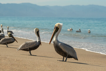 Many pelicans feeding at sandy beach. Sunny day, blue sky. Selective focus, blurred ocean waves and mountains in the background.