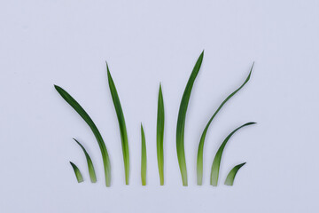 Pandan leaves (Pandanus amaryllifolius). Leaves are natural dyes and alternative ingredients for herbal medicine. Leaf texture. Food fragrance