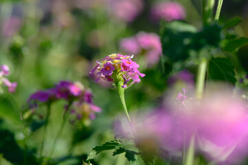 Blooming wildflowers in a sunlit meadow during the early hours of spring