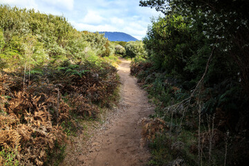 A Winding Dirt Path Through a Lush Green Forest