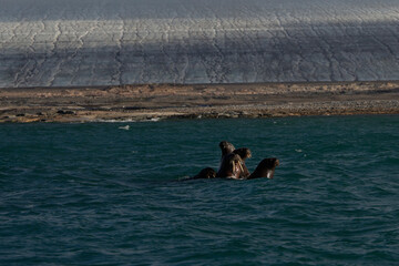 Walruses in front of Kvitoya Island, Svalbard