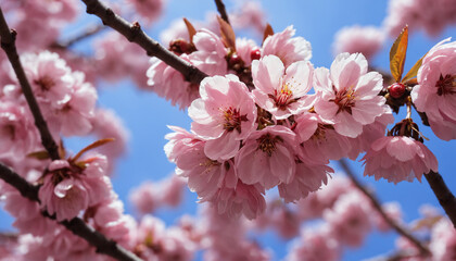 Fototapeta premium Japanese cherry trees macro, colorful picture and highly detailed