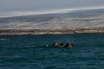 Walruses in front of Kvitoya Island, Svalbard