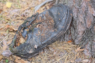 one old dirty black leather boot stands on the gray ground near a brown tree on a summer street