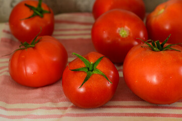 Freshly harvested tomatoes gathered on a soft cloth at a rustic kitchen table during the afternoon light