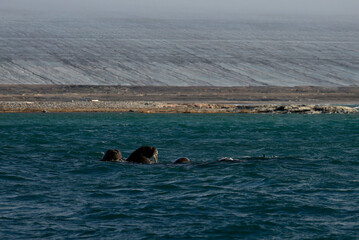 Fototapeta premium Walruses in front of Kvitoya Island, Svalbard