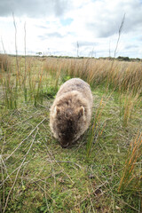 Obraz premium A Peaceful Encounter: A Wombat Enjoying a Lush Green Meadow