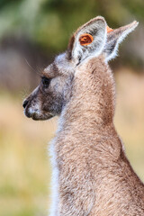 Close-Up Portrait of a Kangaroo in Nature, Wilson Prom, Australia