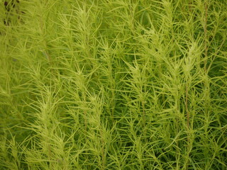 Bassia scoparia or red kochia by kawaguchiko lake, green color. Close up of ornamental plant 