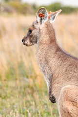 A Kangaroo Stands Tall in the Australian Outback