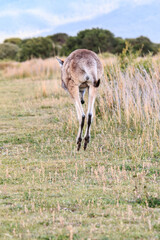 Powerful Kangaroo Leaping Across the Field