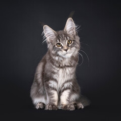 Sweet smiling Maine Coon cat kitten, sitting up facing front. Looking attentive and curious towards camera. isolated on a white background.