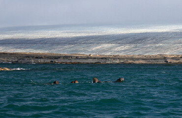 Walruses in front of Kvitoya Island, Svalbard