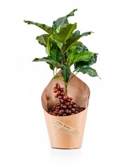 Fototapeta premium Coffee plant tree in paper packaging isolated on white background
