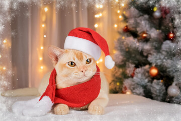 Adorable Burmese kitten in Santa hat.