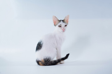 cute kitten  sitting isolated on a white background.